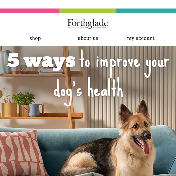 Beat the blues 🐶 5 ways to improve your dog's health