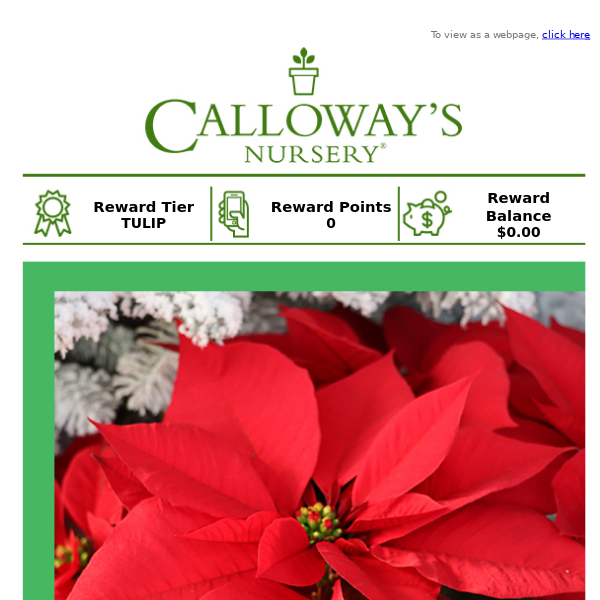 Save 20% on All Poinsettias this Sunday!