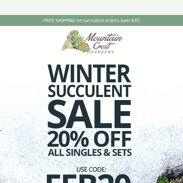 Winter Succulent Sale - 20% OFF! 🌵