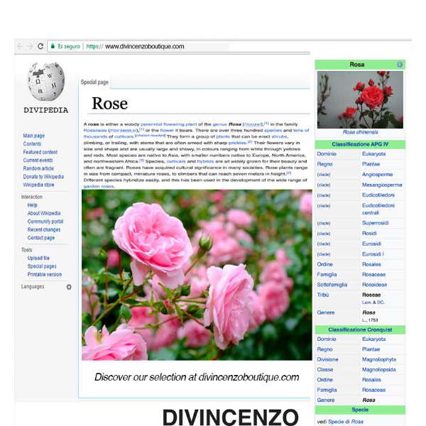 DIVIPEDIA: La rosa 🌹