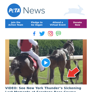 Horse’s Bone Shatters, Leg Left Dangling in Fatal Injury! 