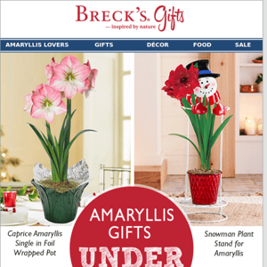 Our best amaryllis values.