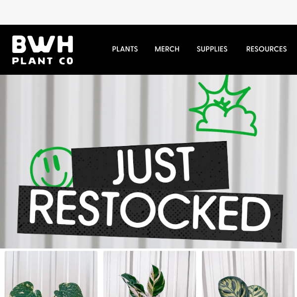 PLANT RESTOCK AND NEW MERCH! 🤩🪴