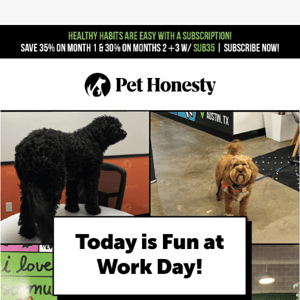 Our pets like to have fun at work…