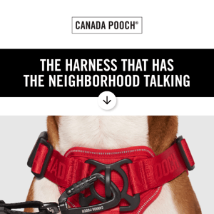 Discover The Harness Everyone's Barking About 🐶