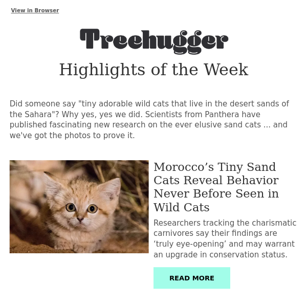 Morocco's Tiny Sand Cats Reveal Behavior Never Before Seen in Wild