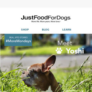 Amazing Dog Transformations Every Monday: Meet Yoshi