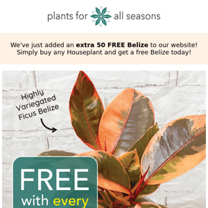 🌿🎉 HURRY - FREEEE Ficus Belize with every order 🌿🎉 