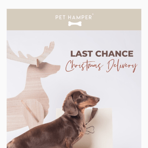 Last Chance! Christmas Delivery 🎁