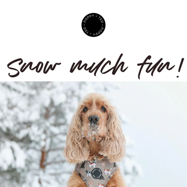 🐶 SNOW much.. fun? Keep your dog warm with one of these!