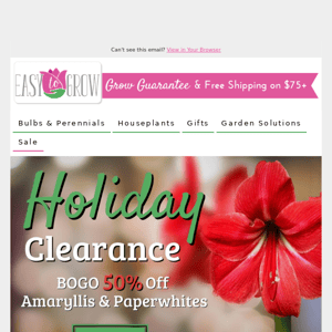 Christmas Deals Aren't Over Yet! Amaryllis & Paperwhite Sale!