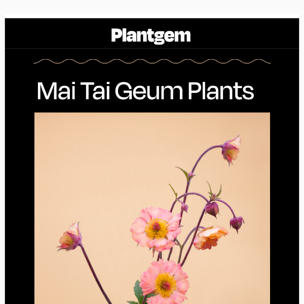Geum plants on sale + shipping now!