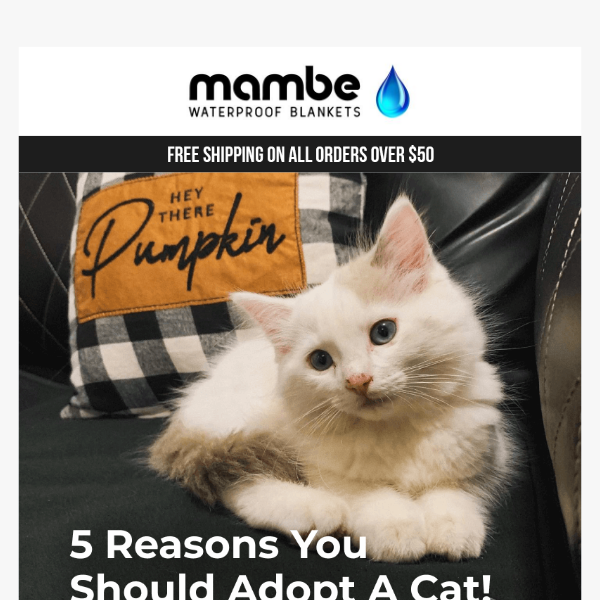 5 Reasons To Adopt A Cat 😺