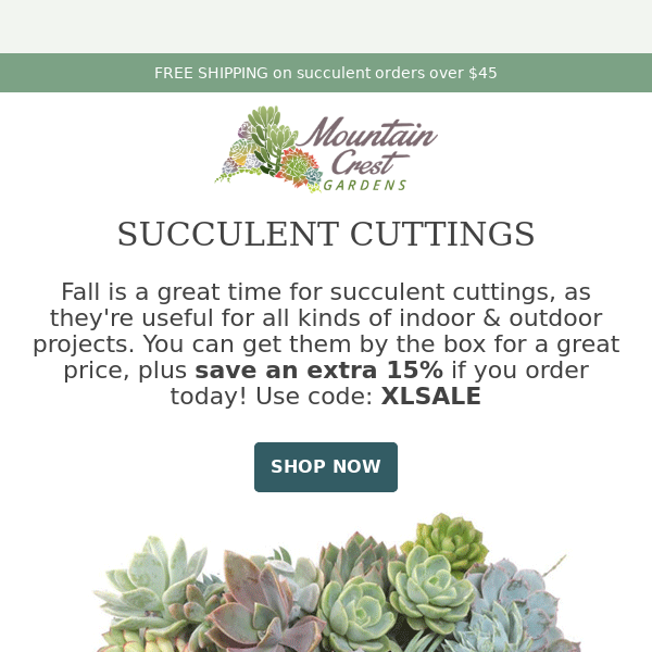 Succulent Cuttings! 🌵
