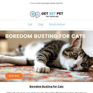 Ask the Expert | Boredom Busting for Cats