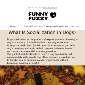 What Is Socialization in Dogs?🐶🐾