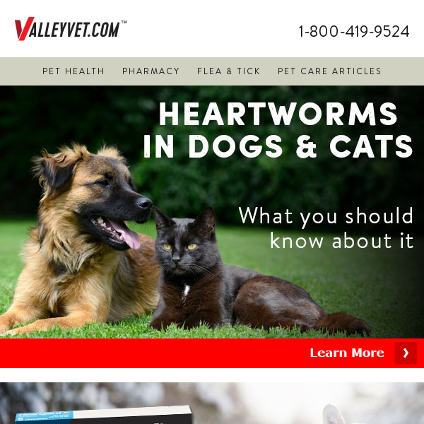 Heartworm FAQs, Answered