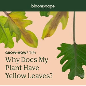 Got yellow leaves?