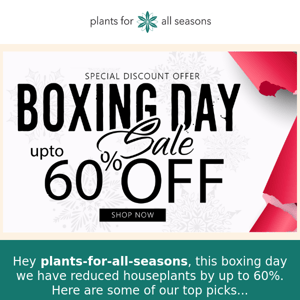 🌿 Boxing Day SALE - upto 60% off 🌿