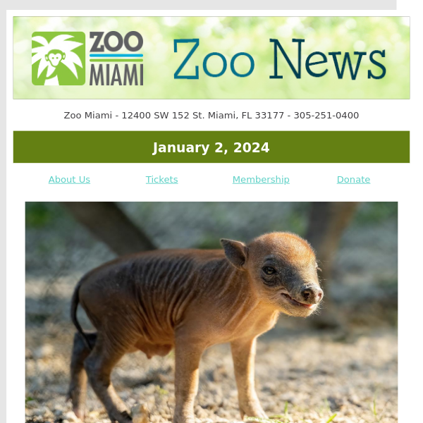 ZOO NEWS: Babirusa Born at Zoo Miami