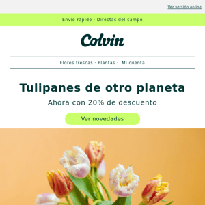 20%?Descubre los nuevos tulipanes - The Colvin Co