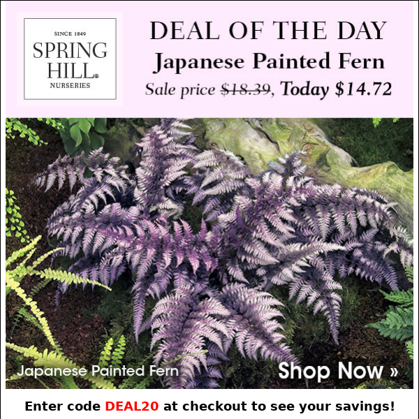 Deal of the Day: Japanese Painted Fern