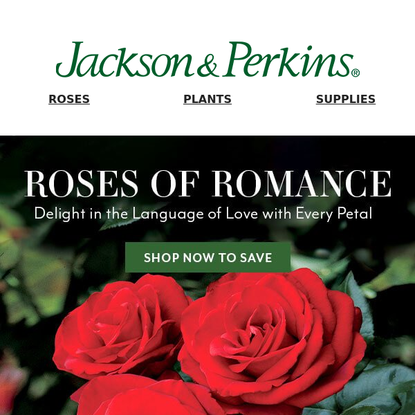 Captivate This Valentine's with Roses of Romance