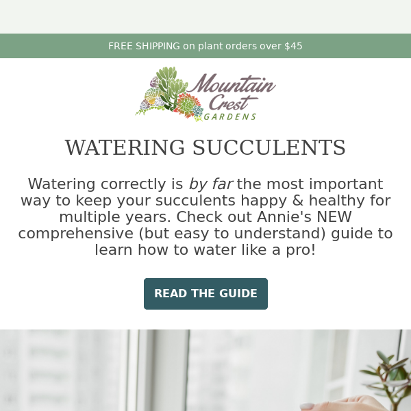 💧Watering Succulents: The Ultimate Guide