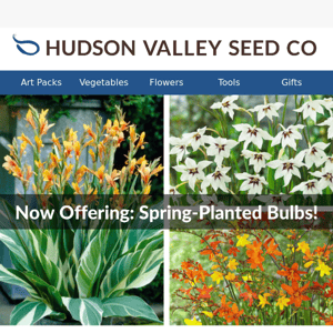 Dream Big with Spring-Planted Bulbs! 🌸