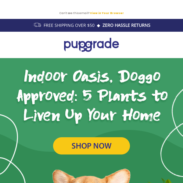 🌿Go Green with 5 Dog-Safe Houseplants