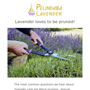 Fall is the best time to prune lavender - learn how here