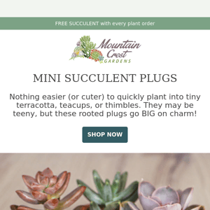 MINI Succulent Plugs: High on Cute, Low in Price 🌵