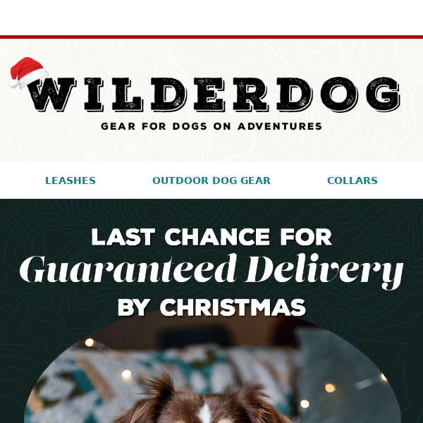 Guaranteed Delivery by Christmas! 🎁 🐶