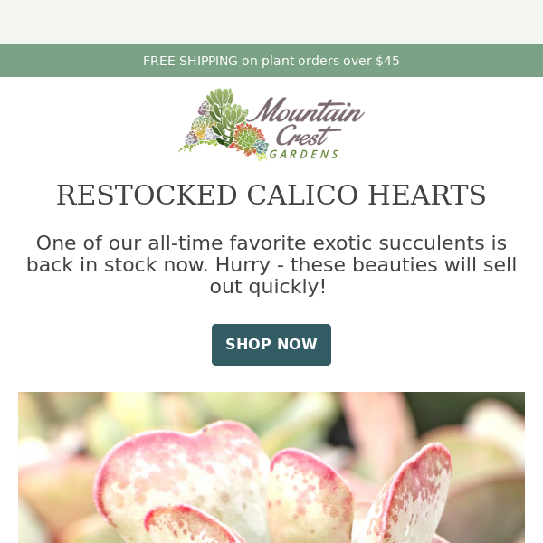 Return of RARE PINK Succulents! 💕