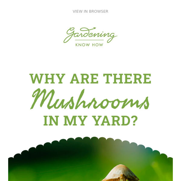 Why Are There Mushrooms In My Yard? 🍄