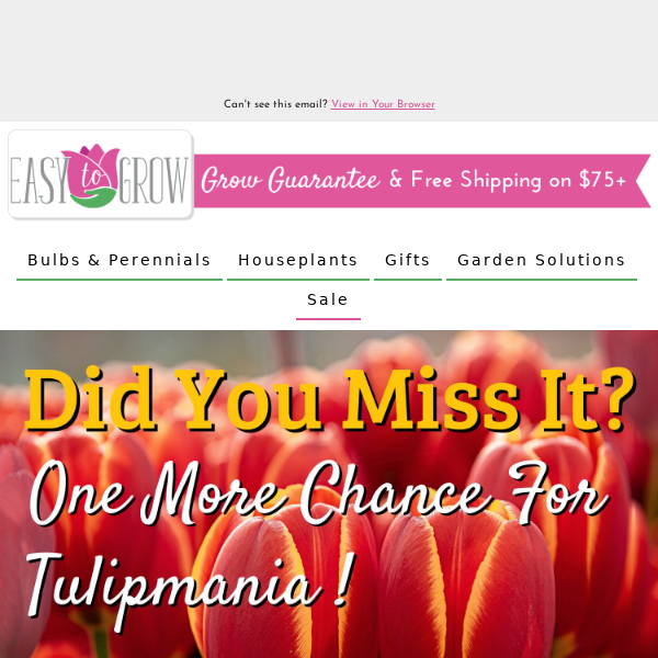 Did You Miss It? Up To 50% Off Tulips 🌷🌷🌷