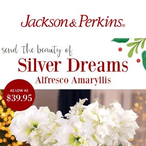 ⚠ Silver Dreams Amaryllis Selling Fast ⚠