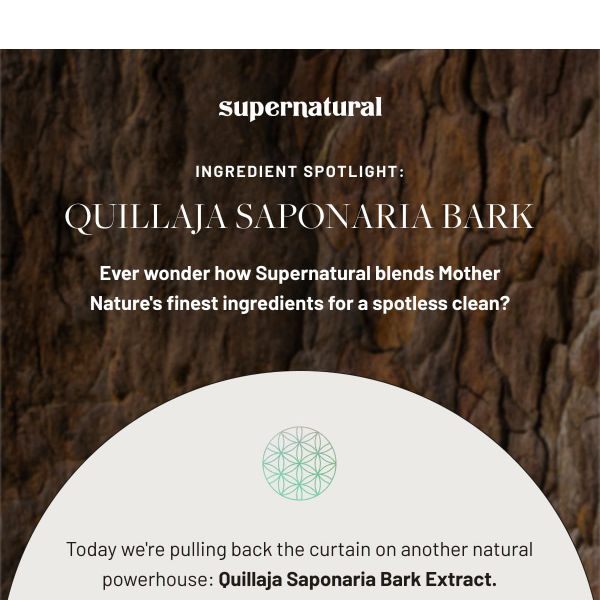 🌿✨ Ingredient Spotlight: Quillaja Saponaria Bark