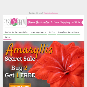 You Can't Miss This Amaryllis Sale 🗓