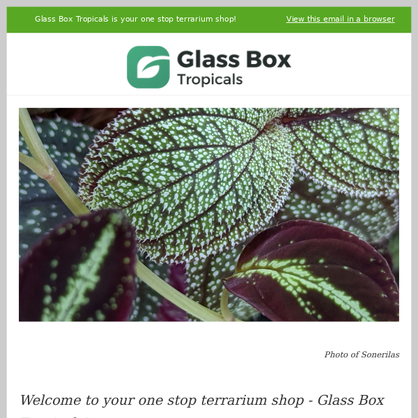 GLASS BOX TROPICALS