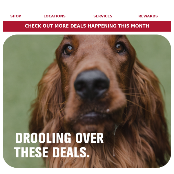 Save up to 30%: Food, treats, chews + more