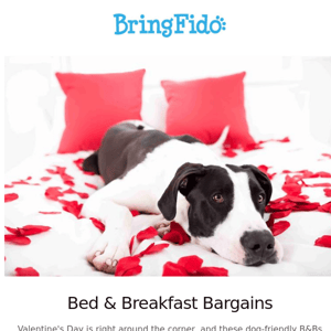 Bed & Breakfast Bargains