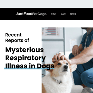 Learn About a Mysterious Respiratory Illness Affecting Dogs