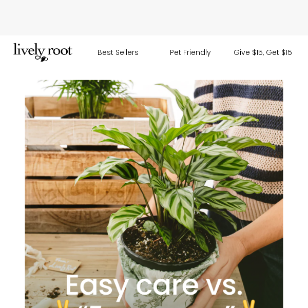 "Easy Care" Plants Aren't Always Easy 🌿😓