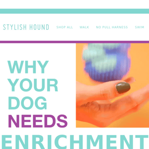 Why your dog needs enrichment!