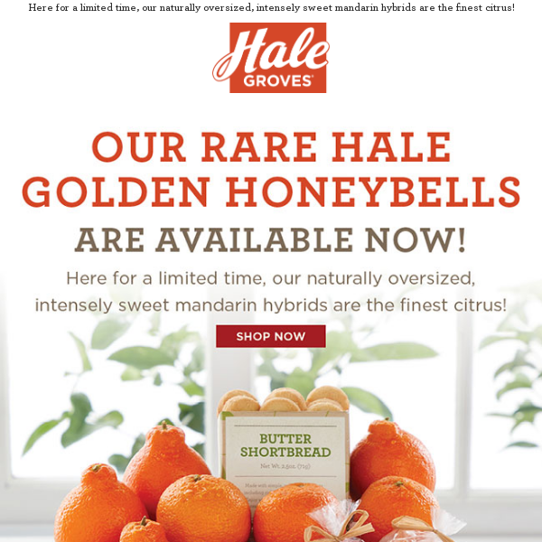 🍊 Our Rare Hale Golden Honeybells Are Available NOW!