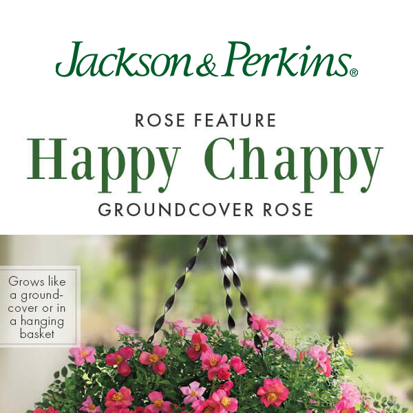 🤩 Double Your Happiness with Happy Chappy - Jackson & Perkins