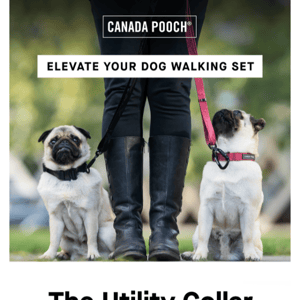 Elevate their Collar + Leash game