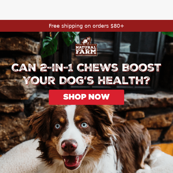 Can 2-in-1 Chews Boost Your Dog’s Health?