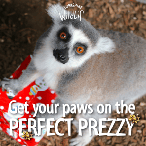 Get your paws on the perfect prezzy! 🎁